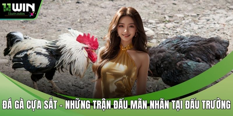 Đá gà cựa sắt