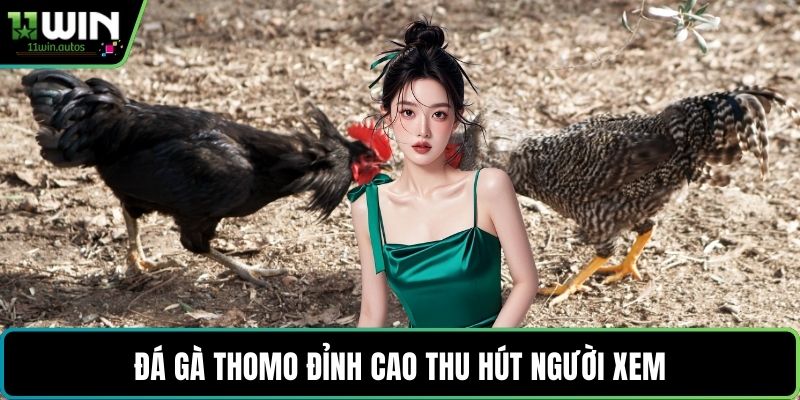 Đá gà Thomo đỉnh cao thu hút người xem