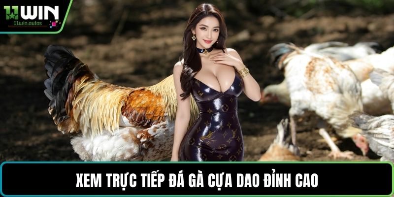 Xem trực tiếp đá gà cựa dao đỉnh cao